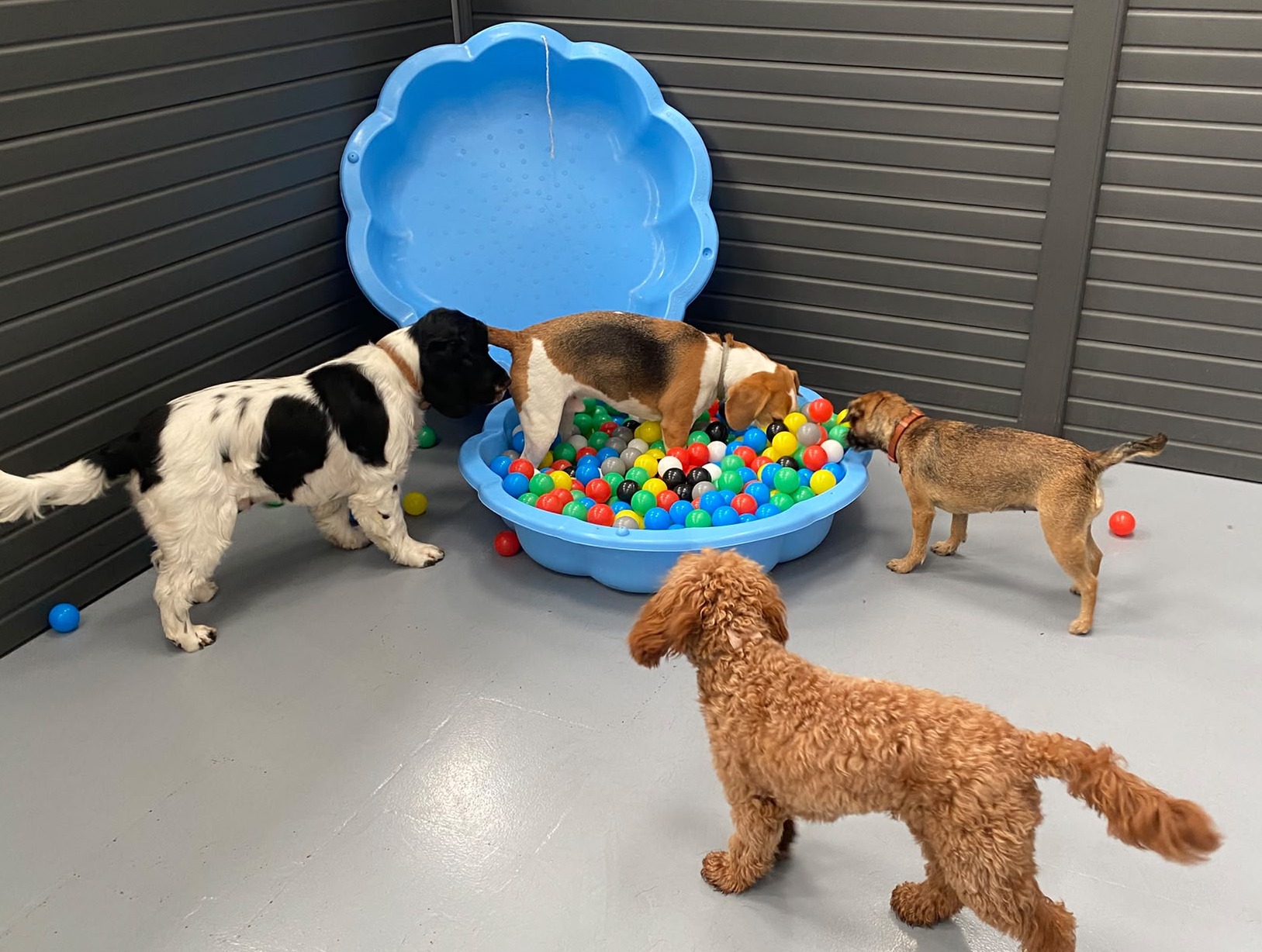 dog enrichment socialisation doggy daycare