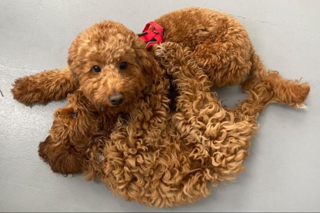 doggy daycare dog entrichment