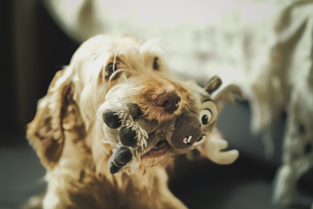 dog playing with toy interactive play yappy days enrichment