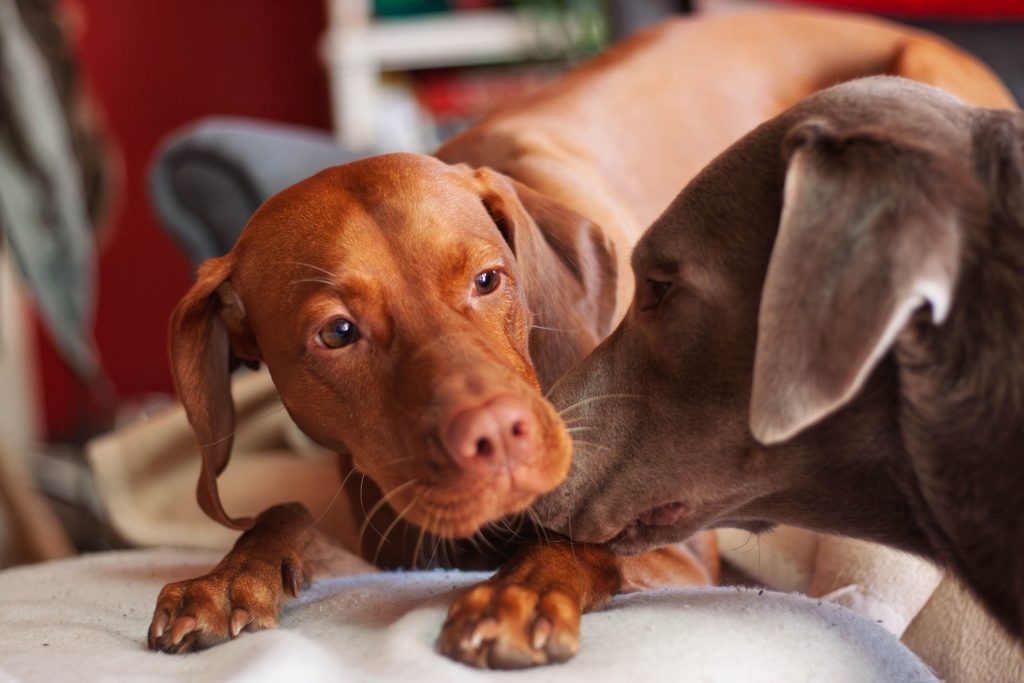 two sausage dogs interactive play at Yappy Days
