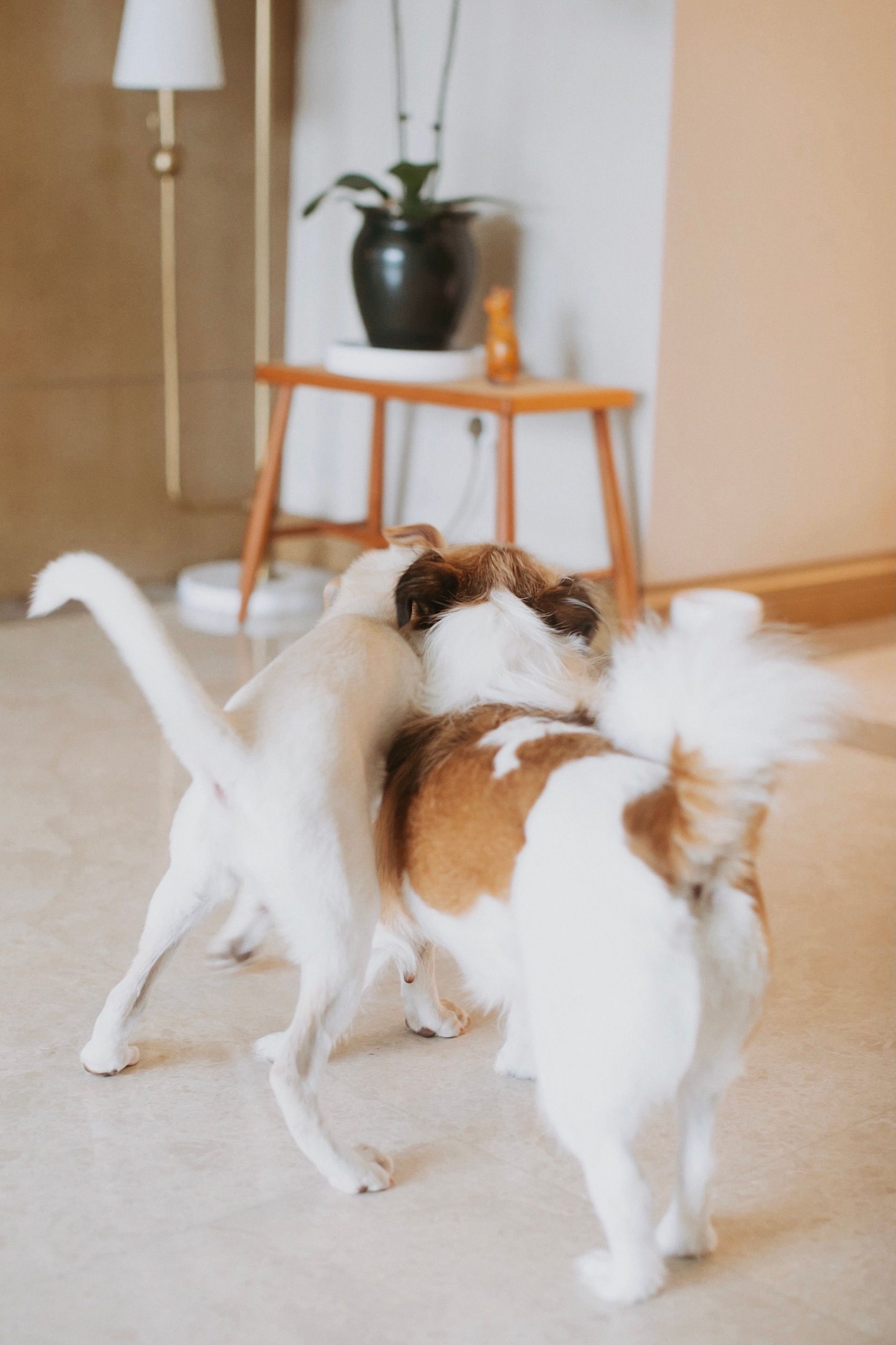 two dogs playing indoors